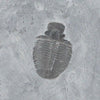 Trilobite Elrathia Kingii