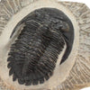 Trilobite Hollardops