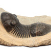 Trilobite Paralejurus