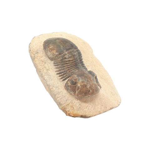 Trilobite Paralejurus