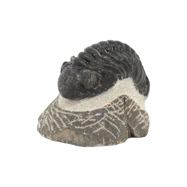 Buy trilobite online