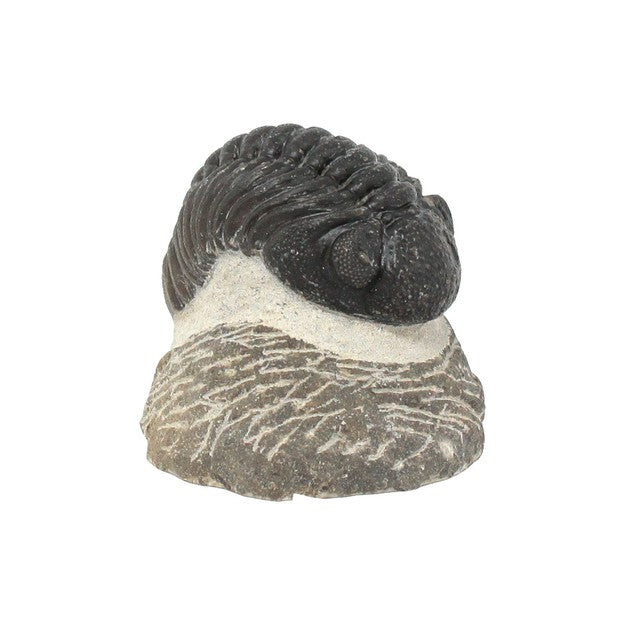 Trilobite Phacops