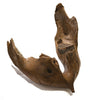 Woolly Mammoth lower jaw and tooth