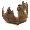 Woolly Mammoth lower jaw and tooth
