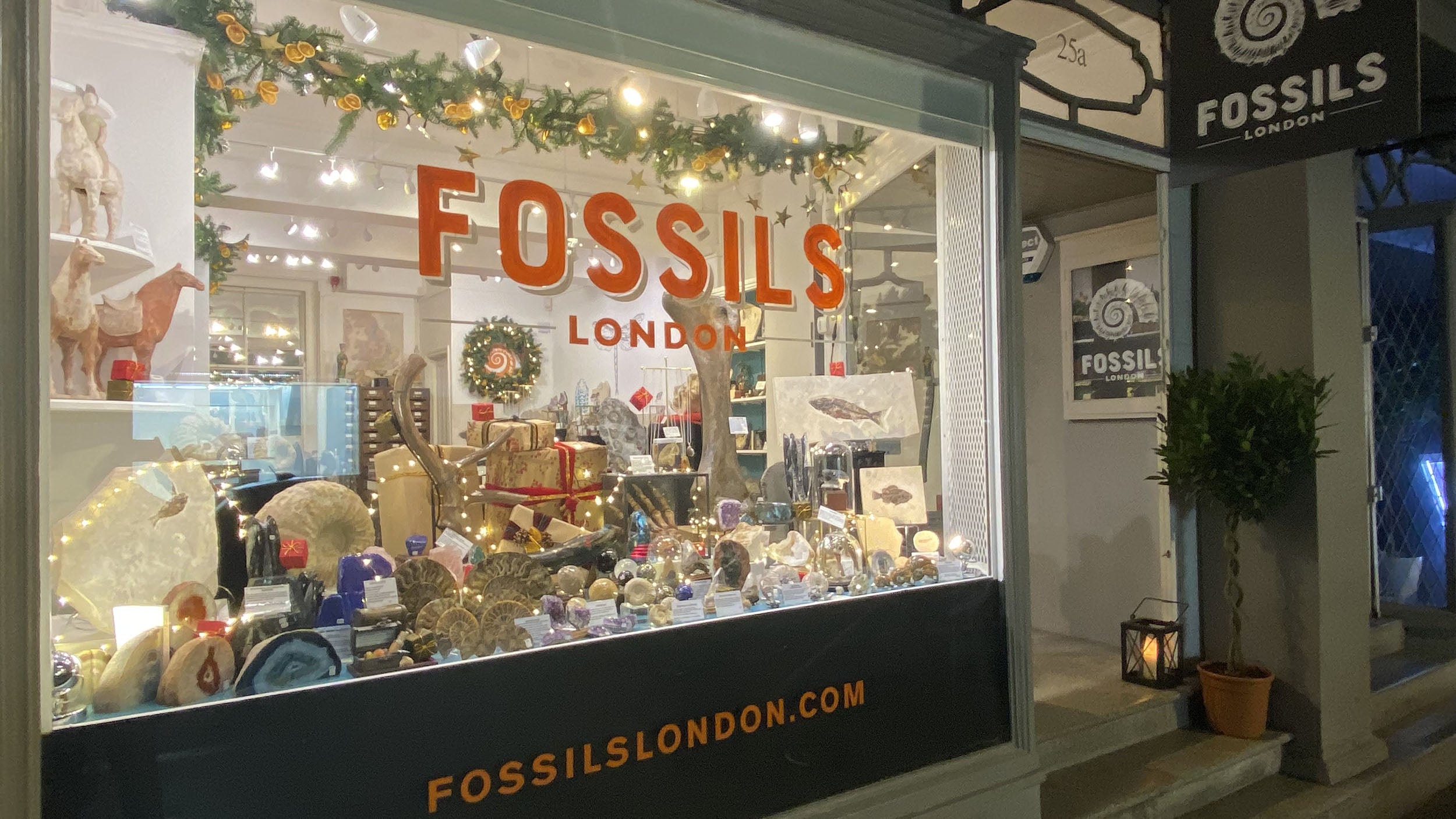 buy fossils online