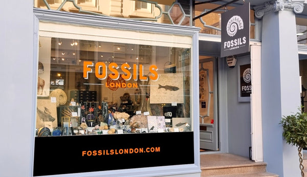 Nearest fossil sales shop