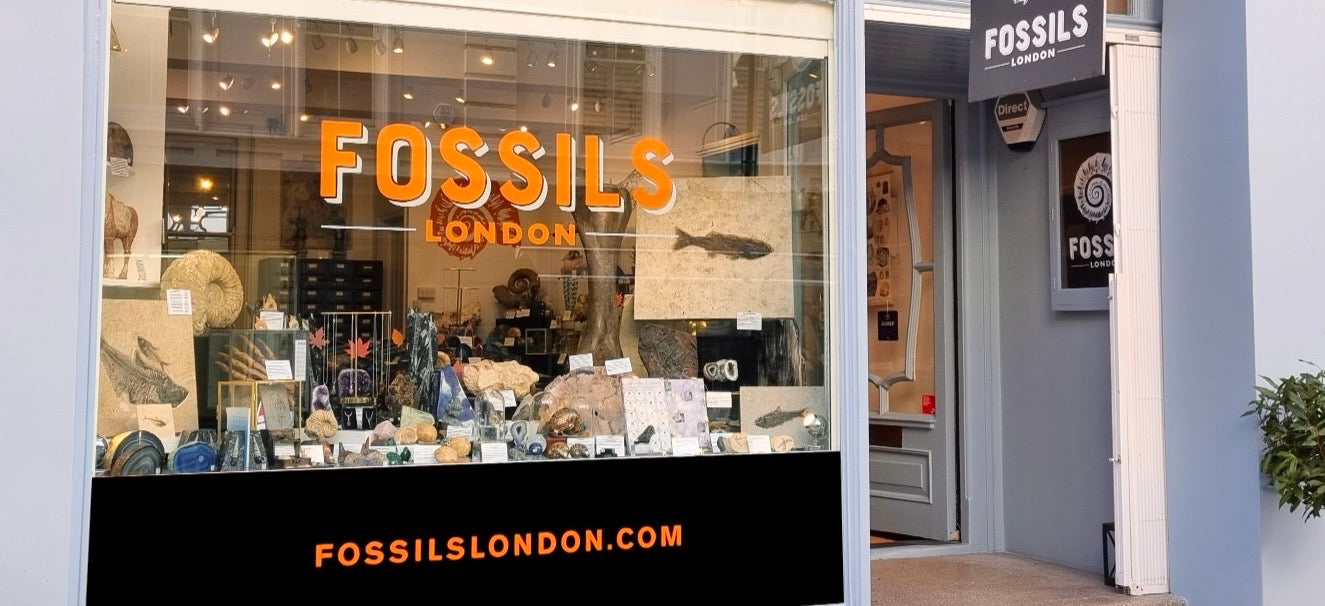 Leading London Fossils Shop | Buy High Quality Fossils & Crystals